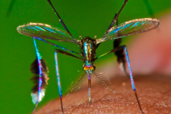 beautiful mosquito