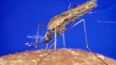 an gambiae