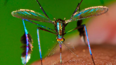 beautiful mosquito