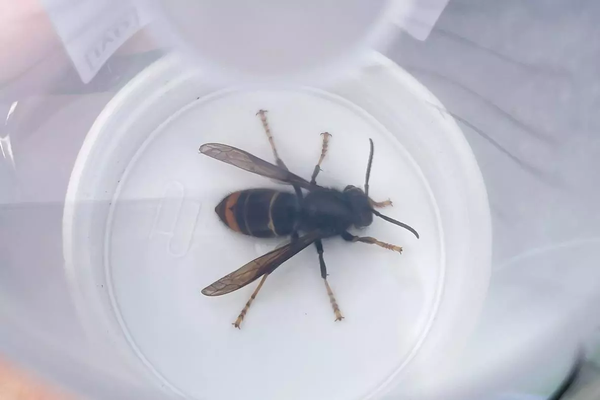 asian hornet